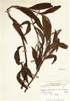 藏品(金線草)的圖片